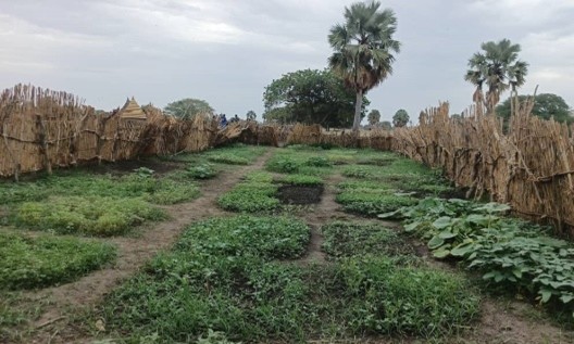 CHE Vegetable Garden